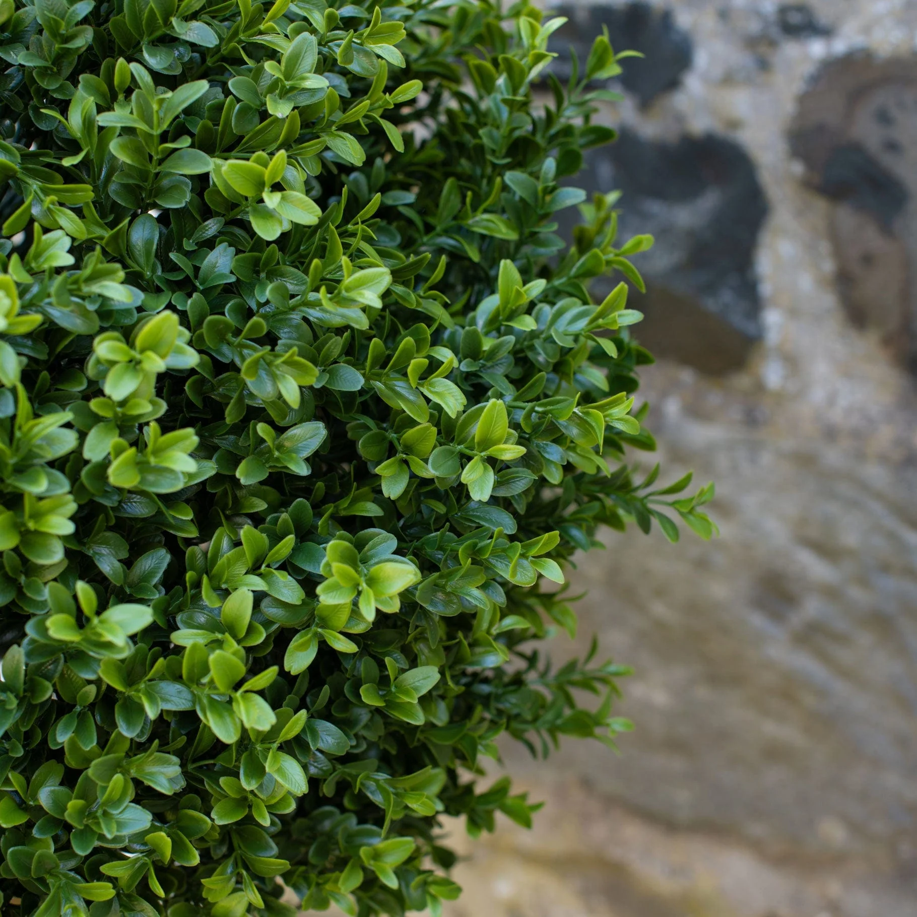 AN Buxus Ball Tree in Ravello Pot 125cm UV - Image 2
