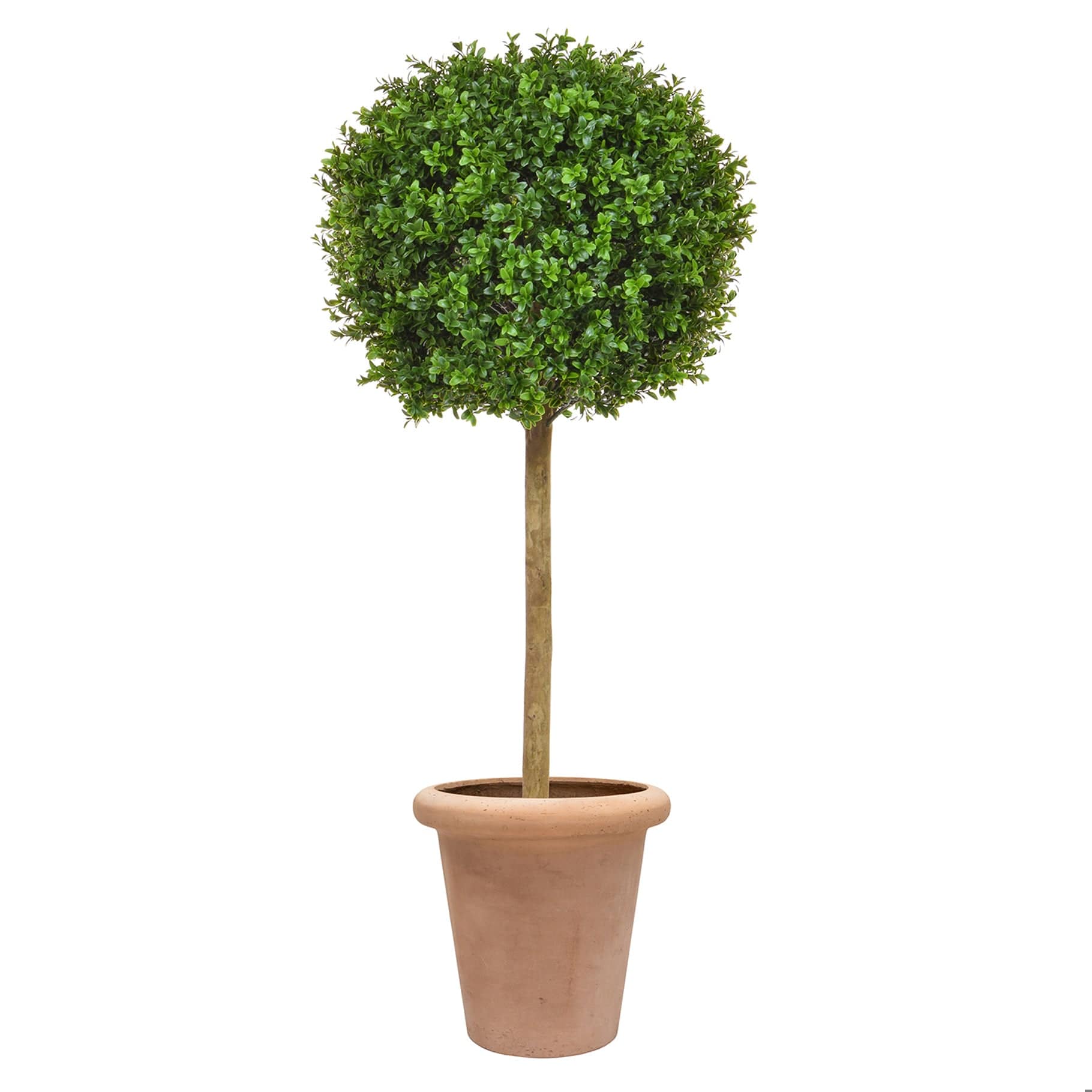 AN Buxus Ball Tree in Ravello Pot 125cm UV - Image 4