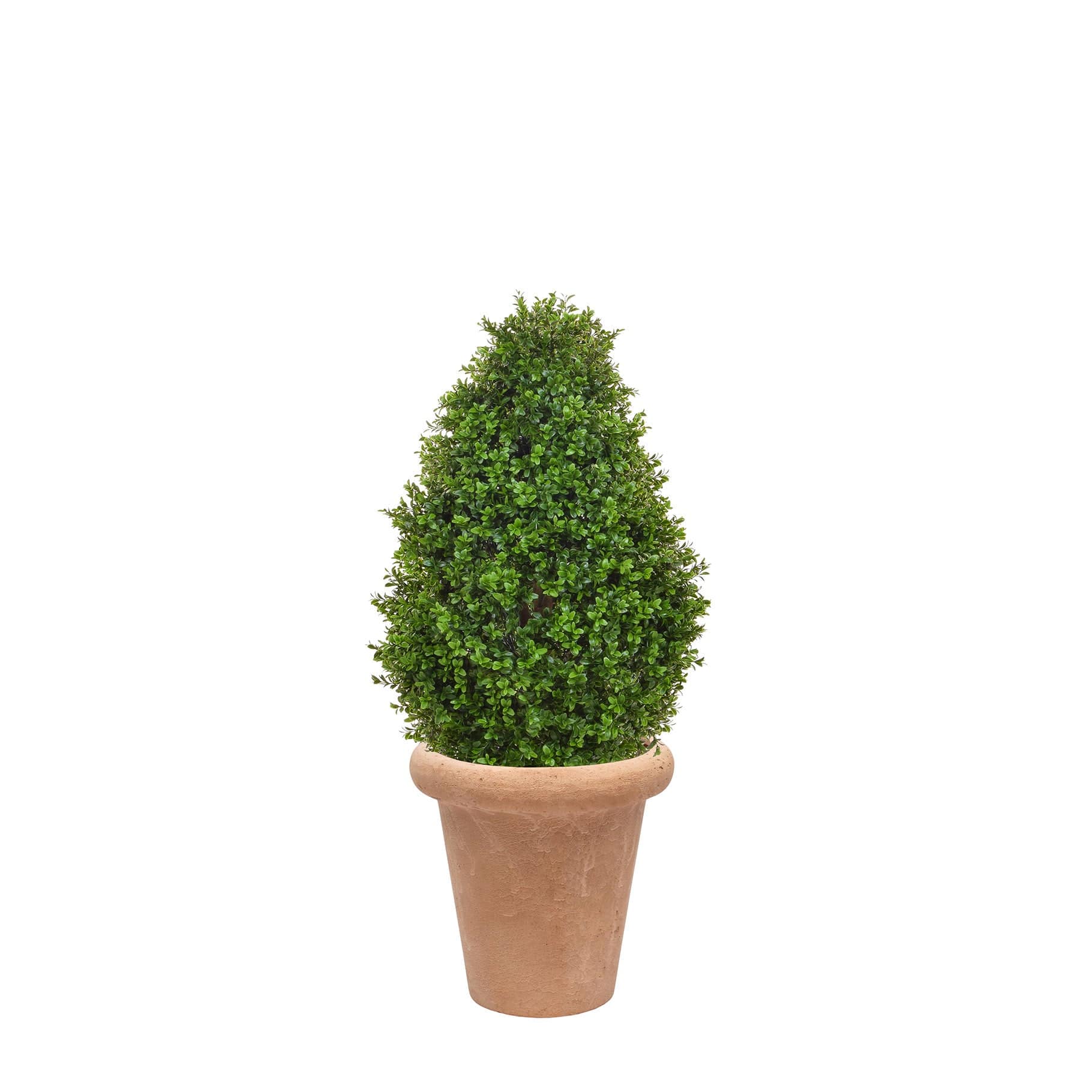 AN Buxus Tower in Ravello Terra Pot 79cm