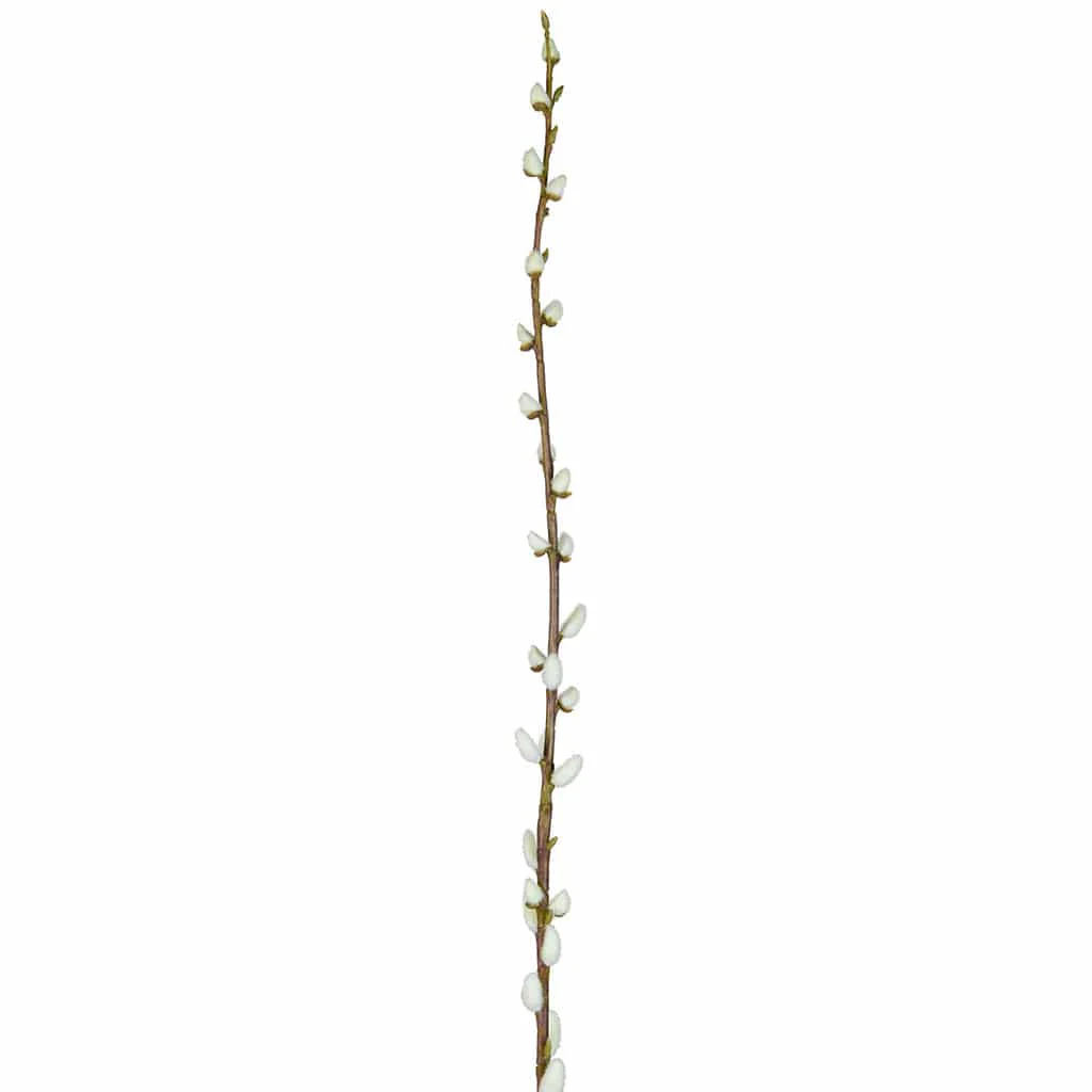 FS Leaf Pussy Willow 114cm - Image 2