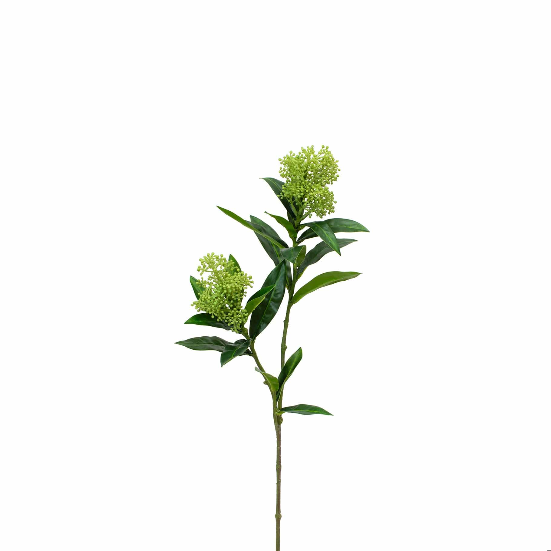 FS Skimmia Green GB 72cm - Image 3