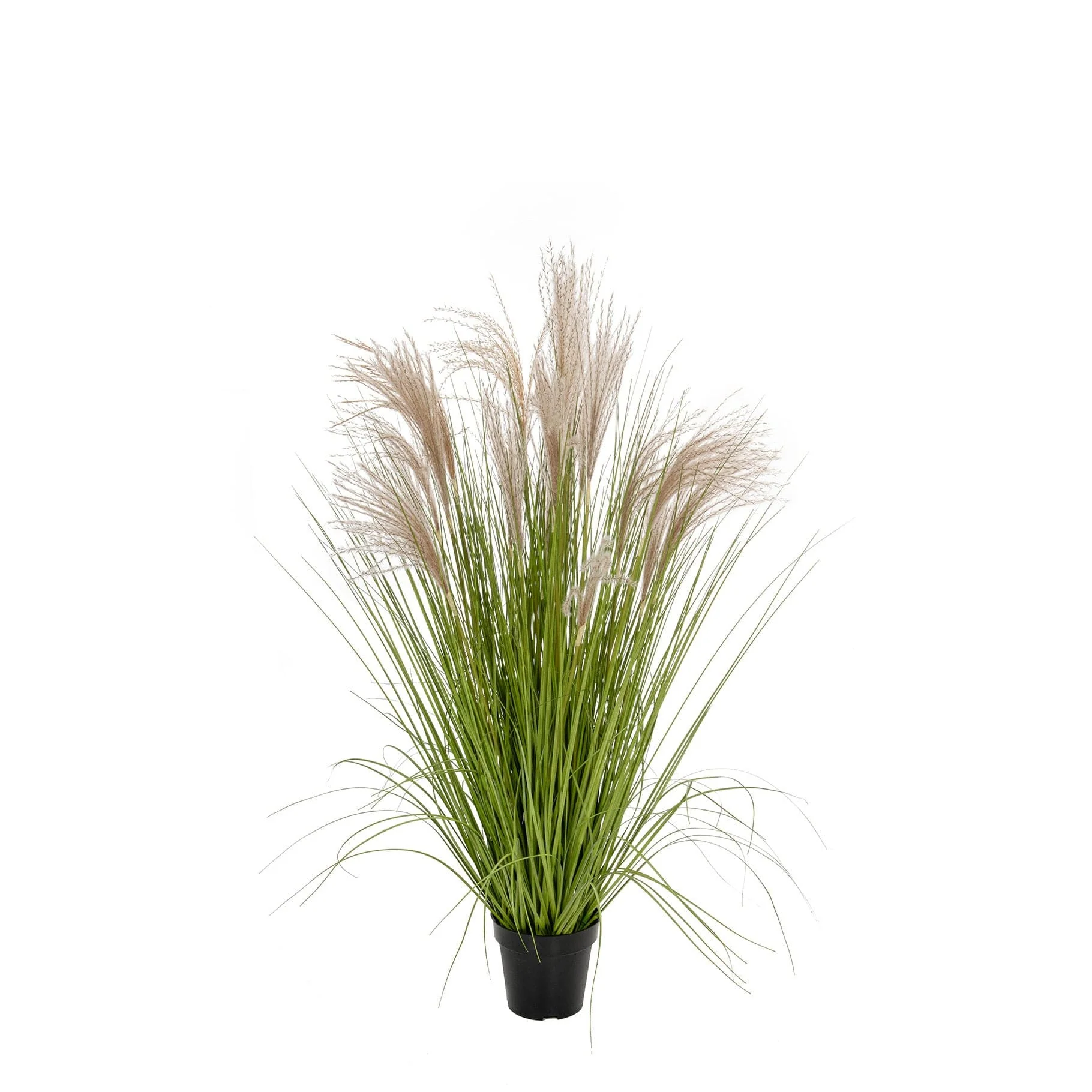 Grass Pampas YF 97cm
