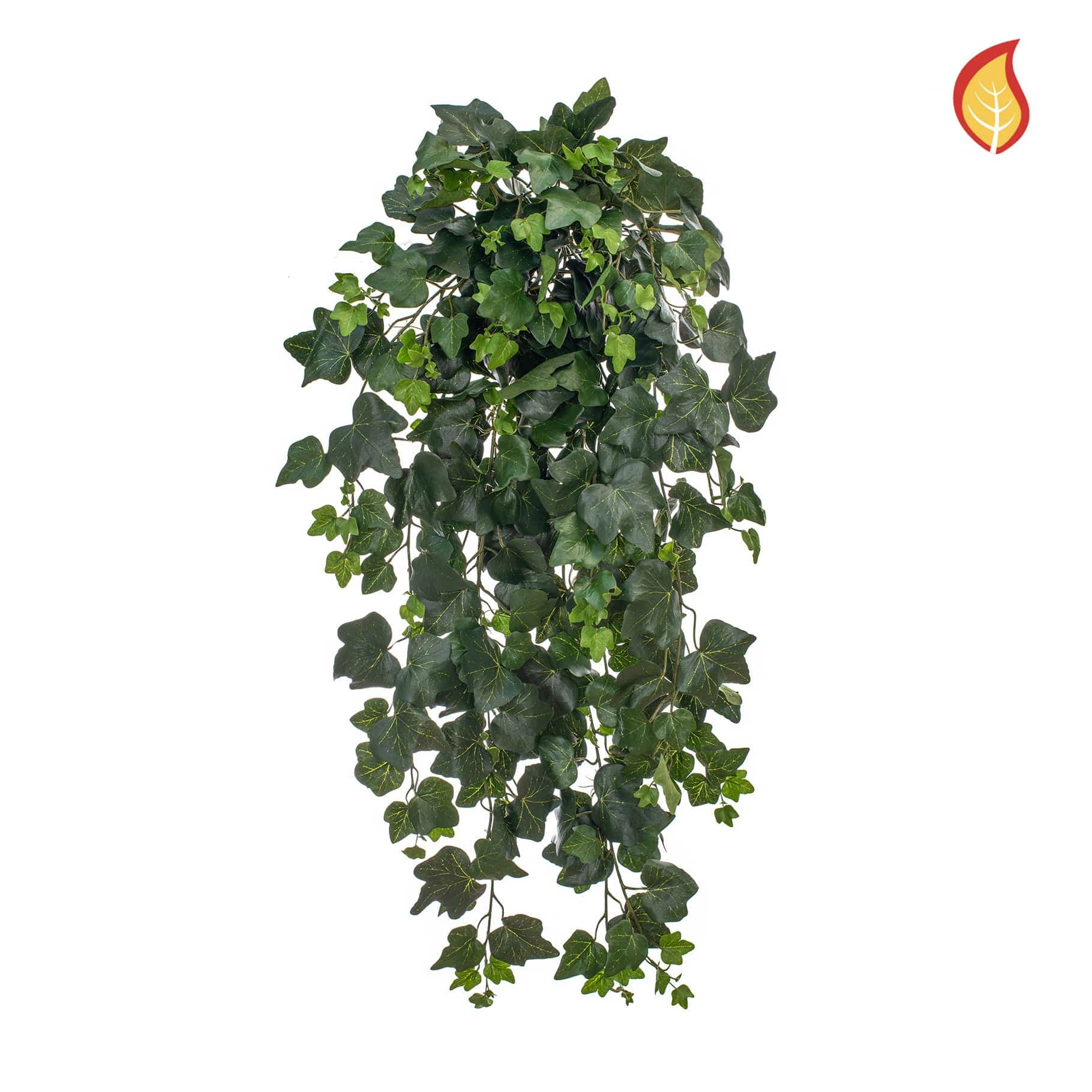 I & T Ivy Gala 75cm FR-S1 - Image 2