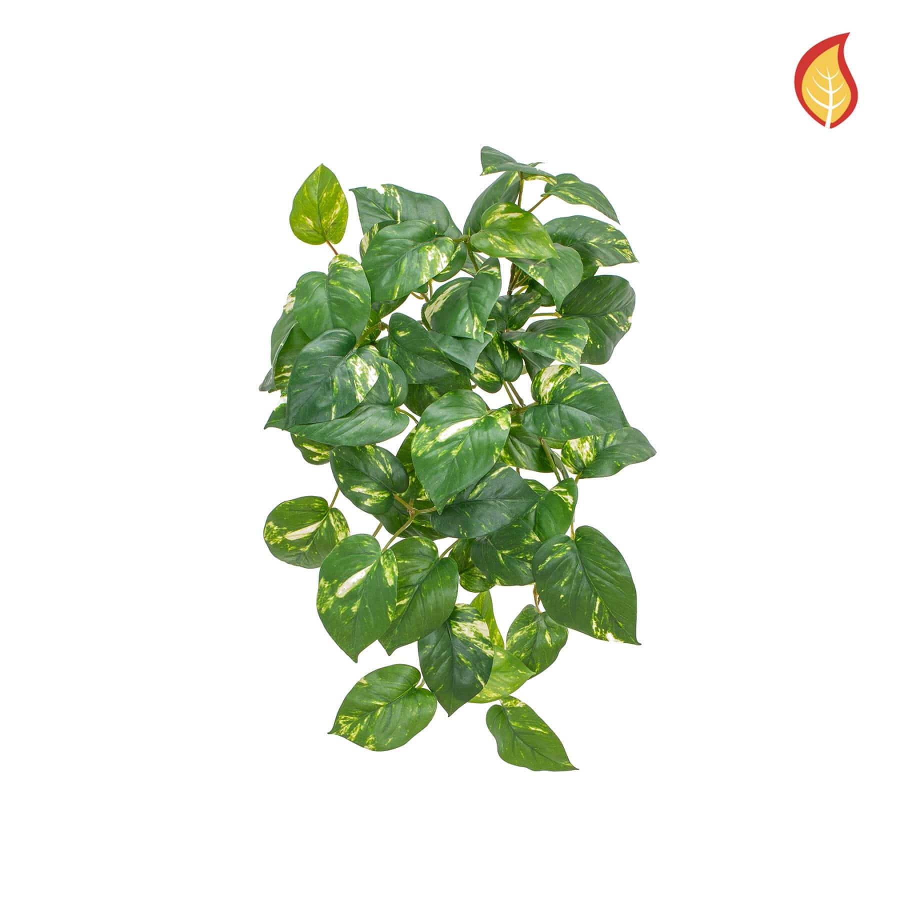 I & T Pothos Bush Variegated 51cm FR-S15