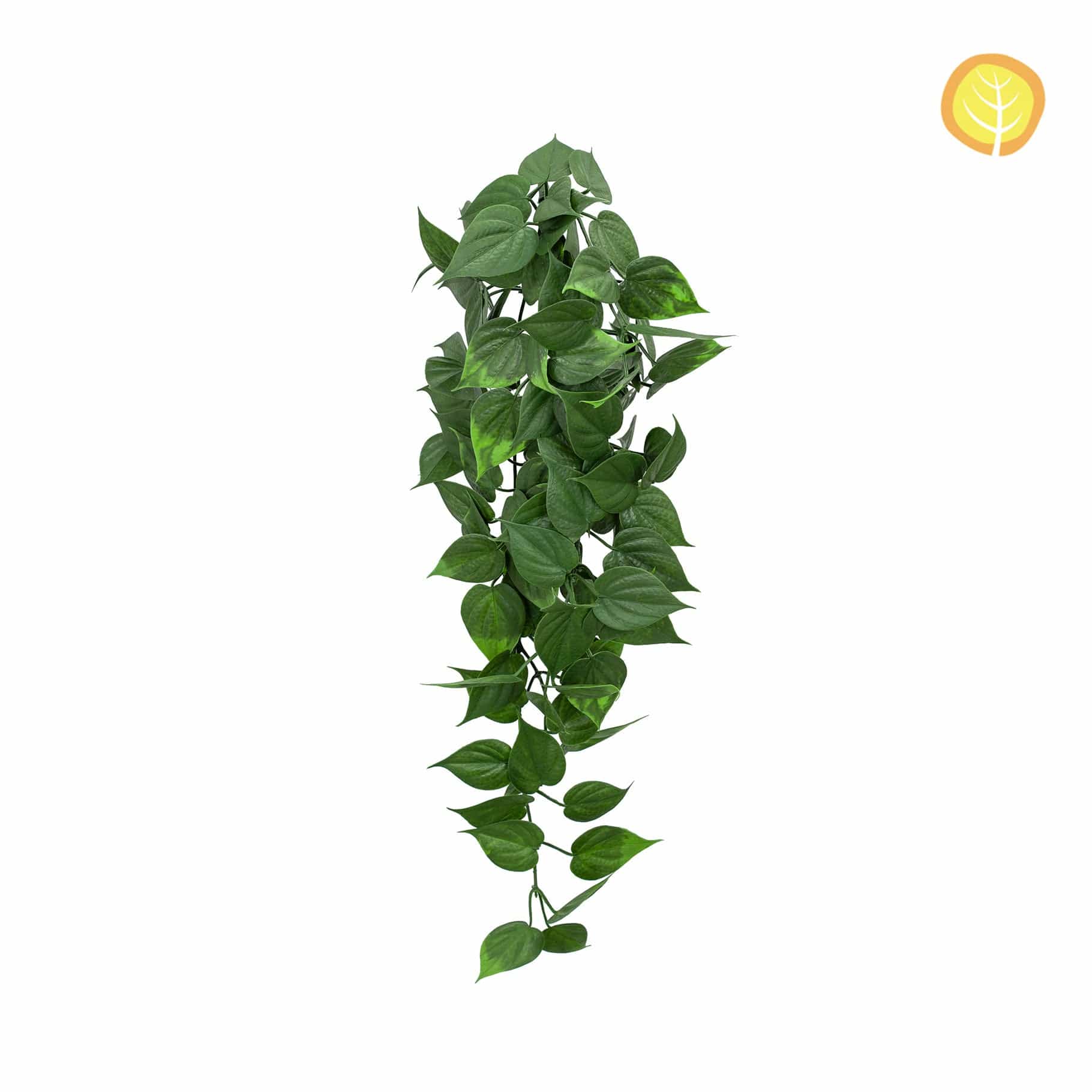I & T Pothos Trail YF 75cm UV