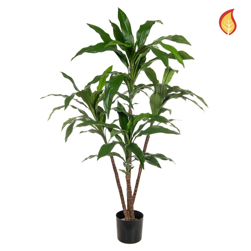 NTT Dracaena 60cm FR-S1 - Image 2