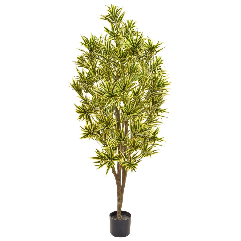 NTT Dracaena Reflexa 170cm BA