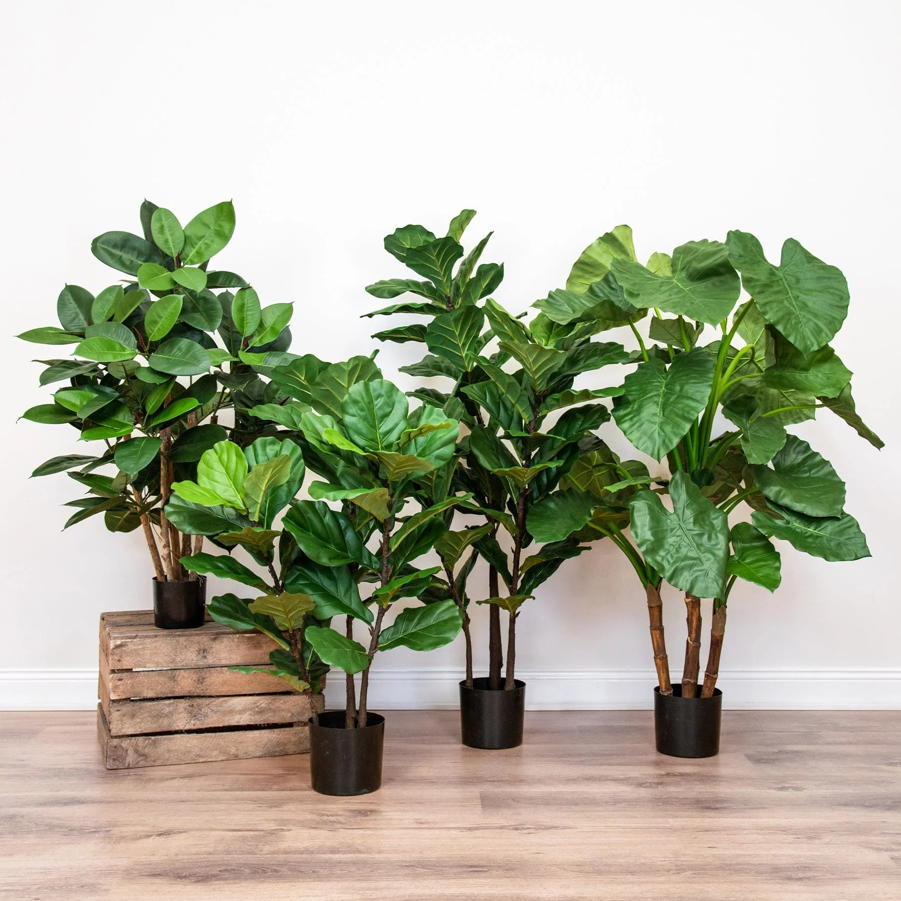 NTT Ficus Elastica Multi Tree 60cm FR-S1