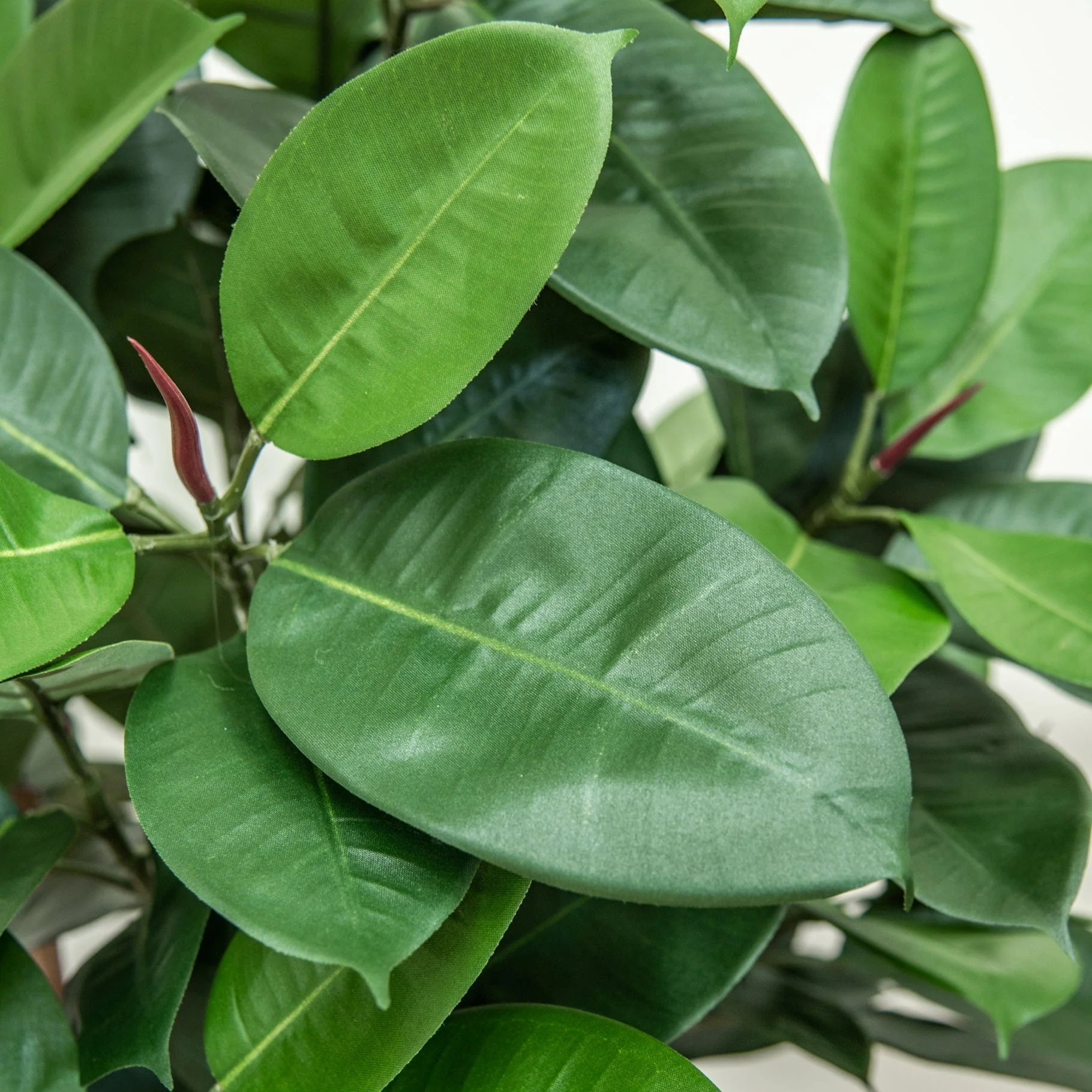 NTT Ficus Elastica Multi Tree 60cm FR-S1 - Image 3