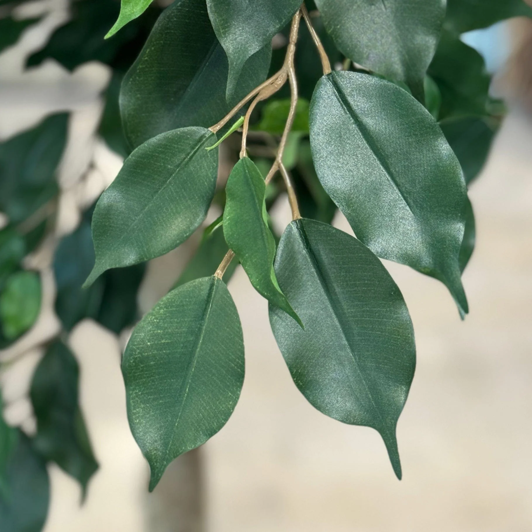 NTT Ficus Exotica 300cm FR-S1 - Image 2