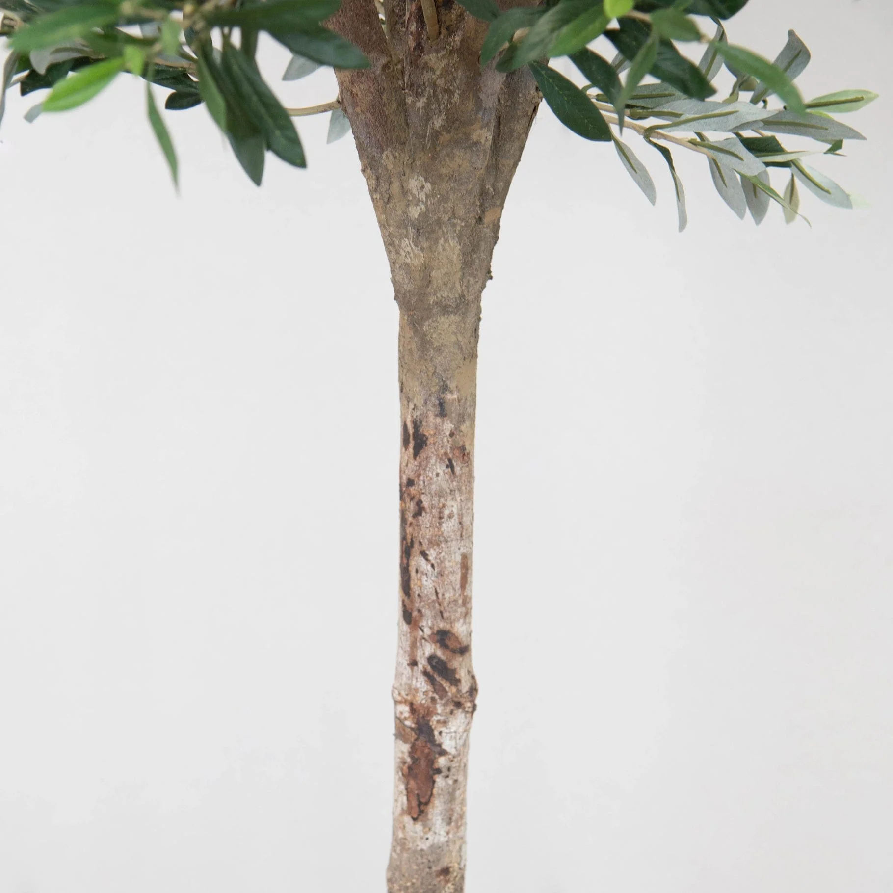 NTT Natural Trunk Olive tree 210cm FR - Image 4