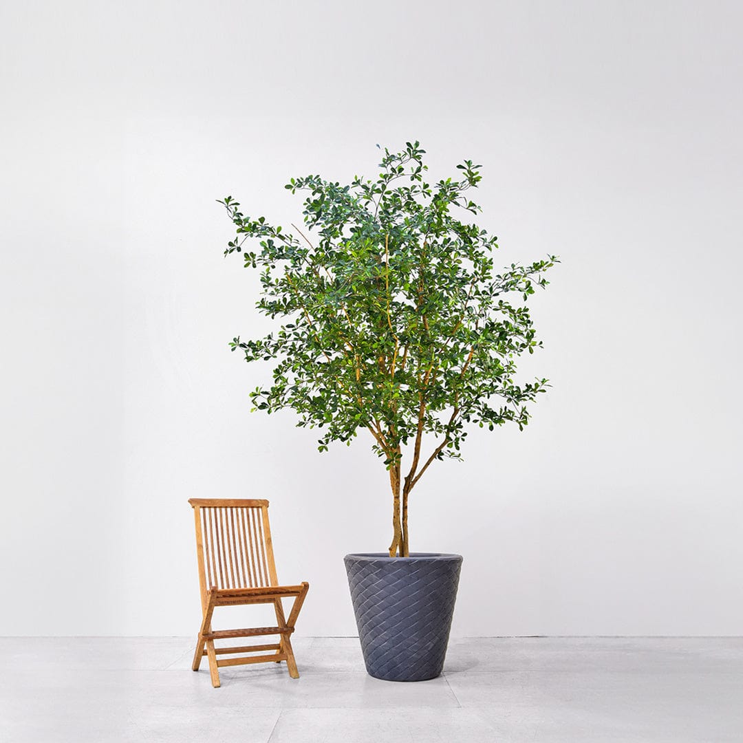 NTT Olive Oriental KDP 300cm FR-S1