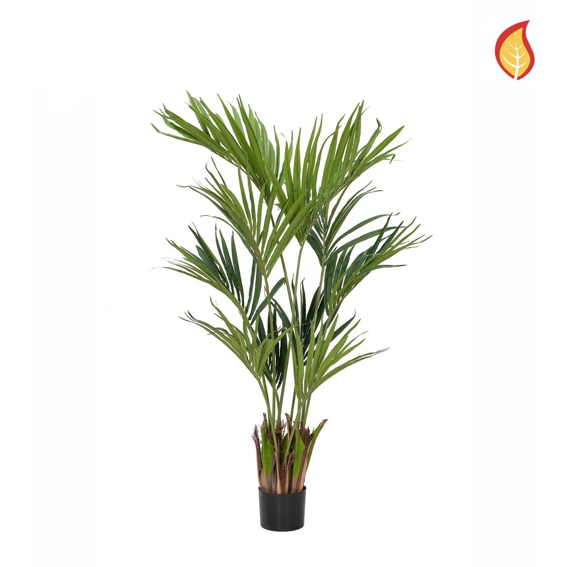 NTT Palm Kentia 150cm FR-S10