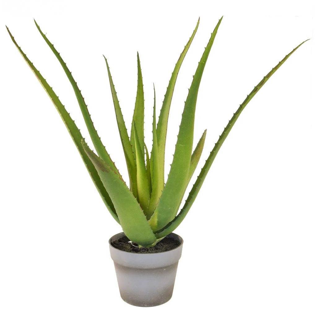 PP Aloe 10 lvs w/pot YF 50cm - Image 2