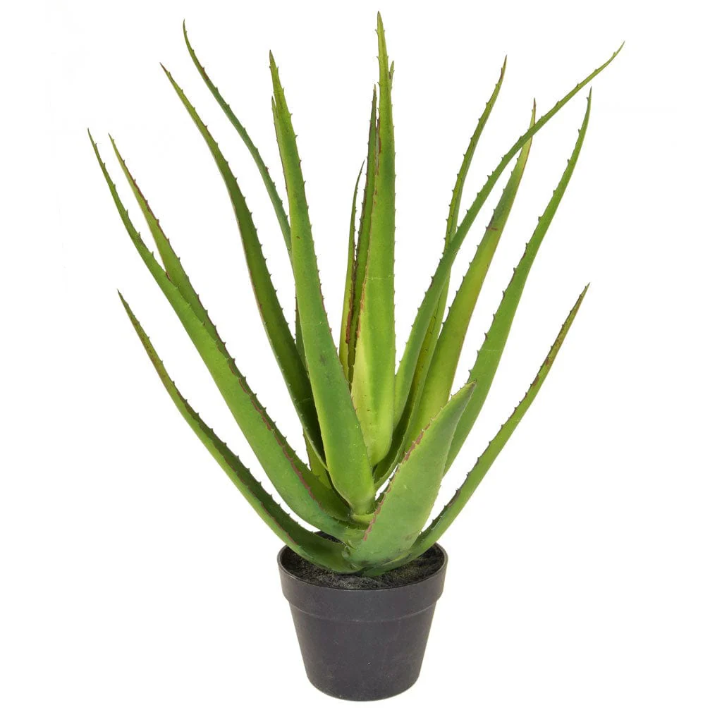 PP Aloe 18 lvs w/pot YF 58cm