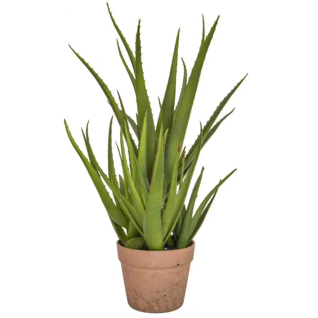 PP Aloe in Clay Pot YF 58cm - Image 2