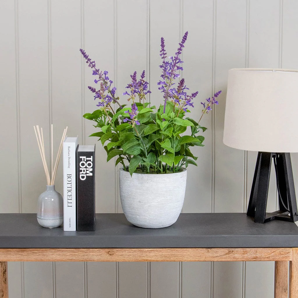 PP Lavender in Grey Pot Q 50cm - Image 2