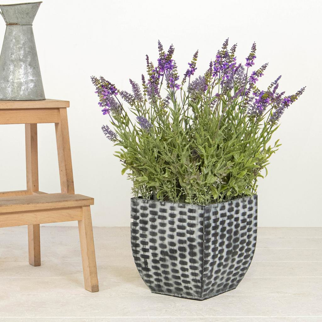 PP Lavender in Trough 60cm