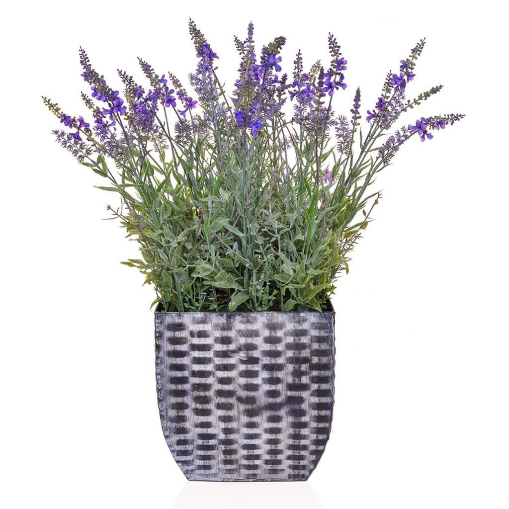 PP Lavender in Trough 60cm - Image 2