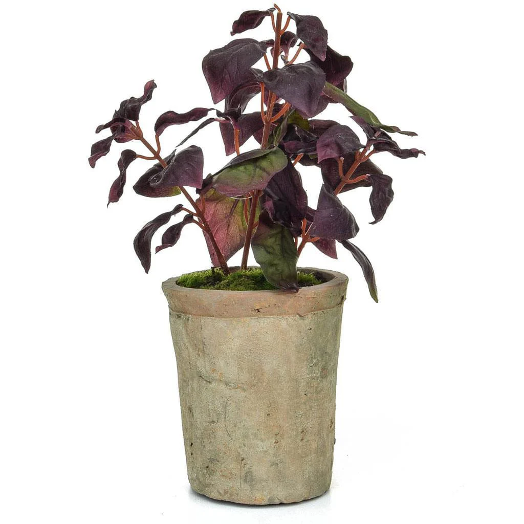 PP Potted Herb Basil GB Burgundy 28cm - Image 2