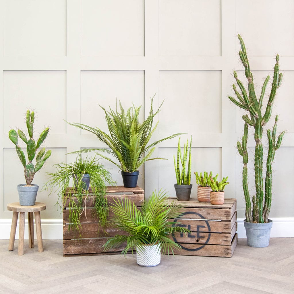 PP Sansevieria with Brown Pot 42.5cm