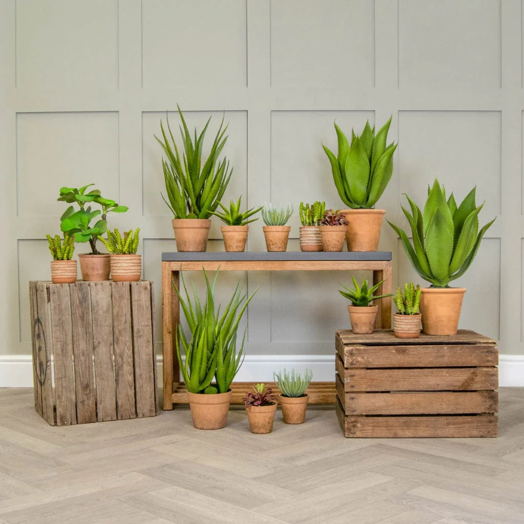 PP Succulent Grn in Clay Pot YF 35cm