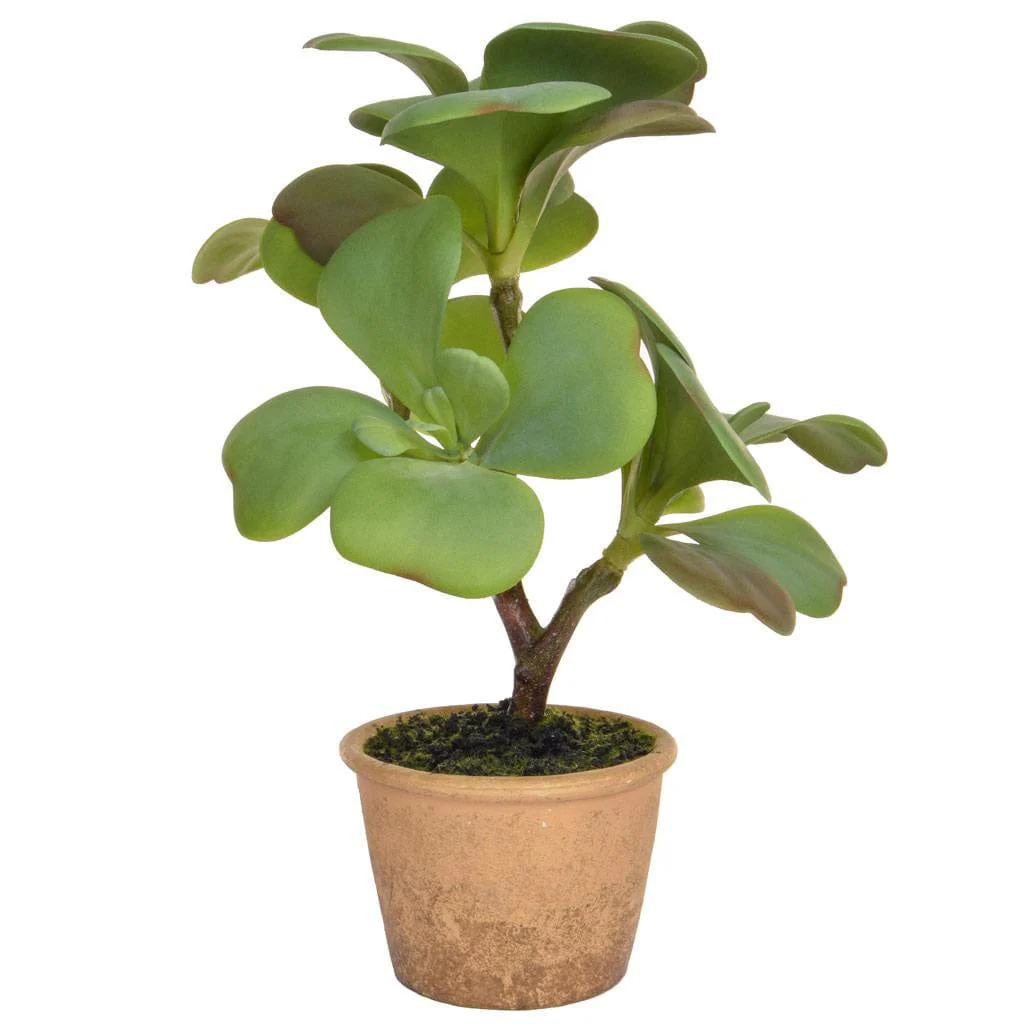 PP Succulent Grn in Clay Pot YF 35cm - Image 2