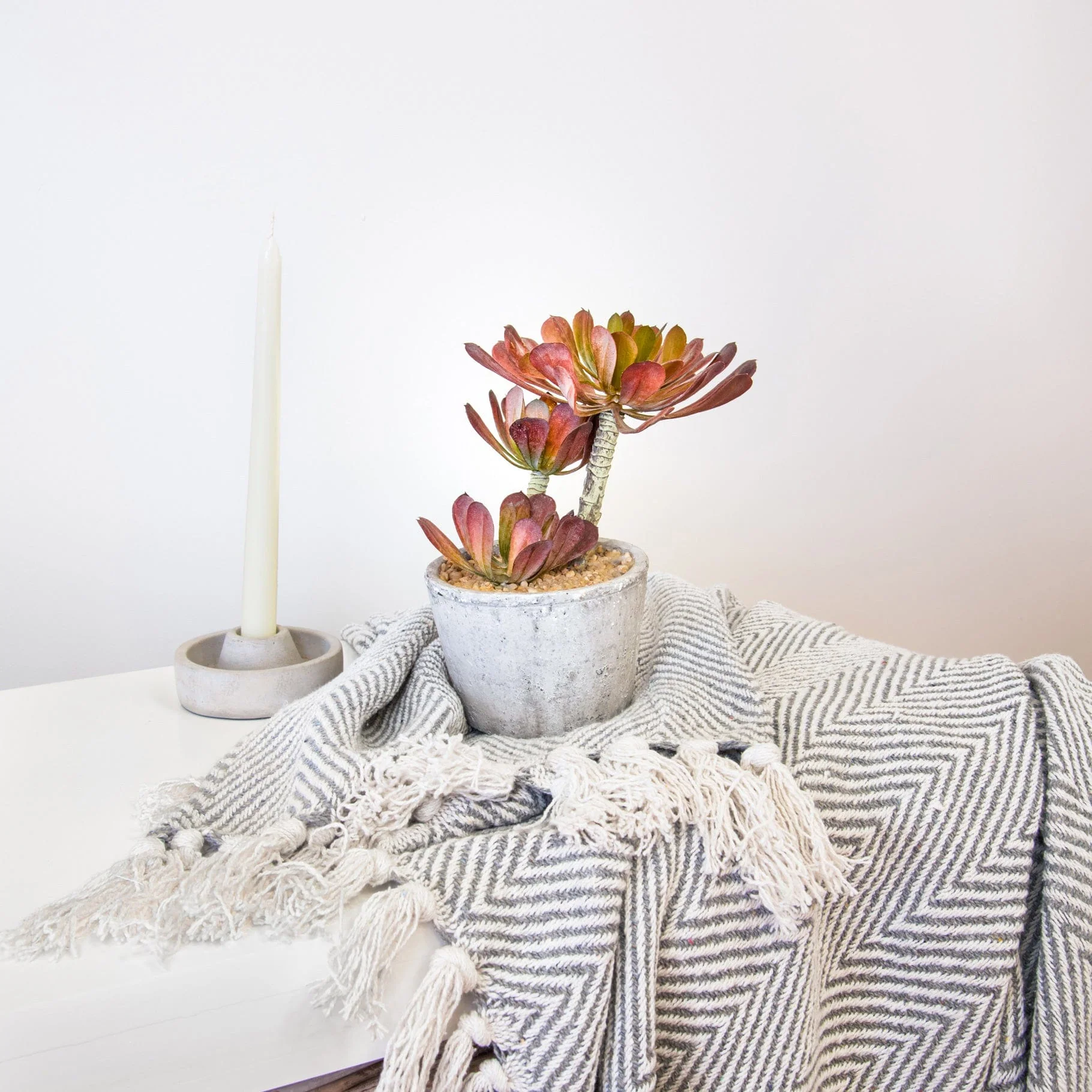 PP Succulent w/Pot YF 22cm