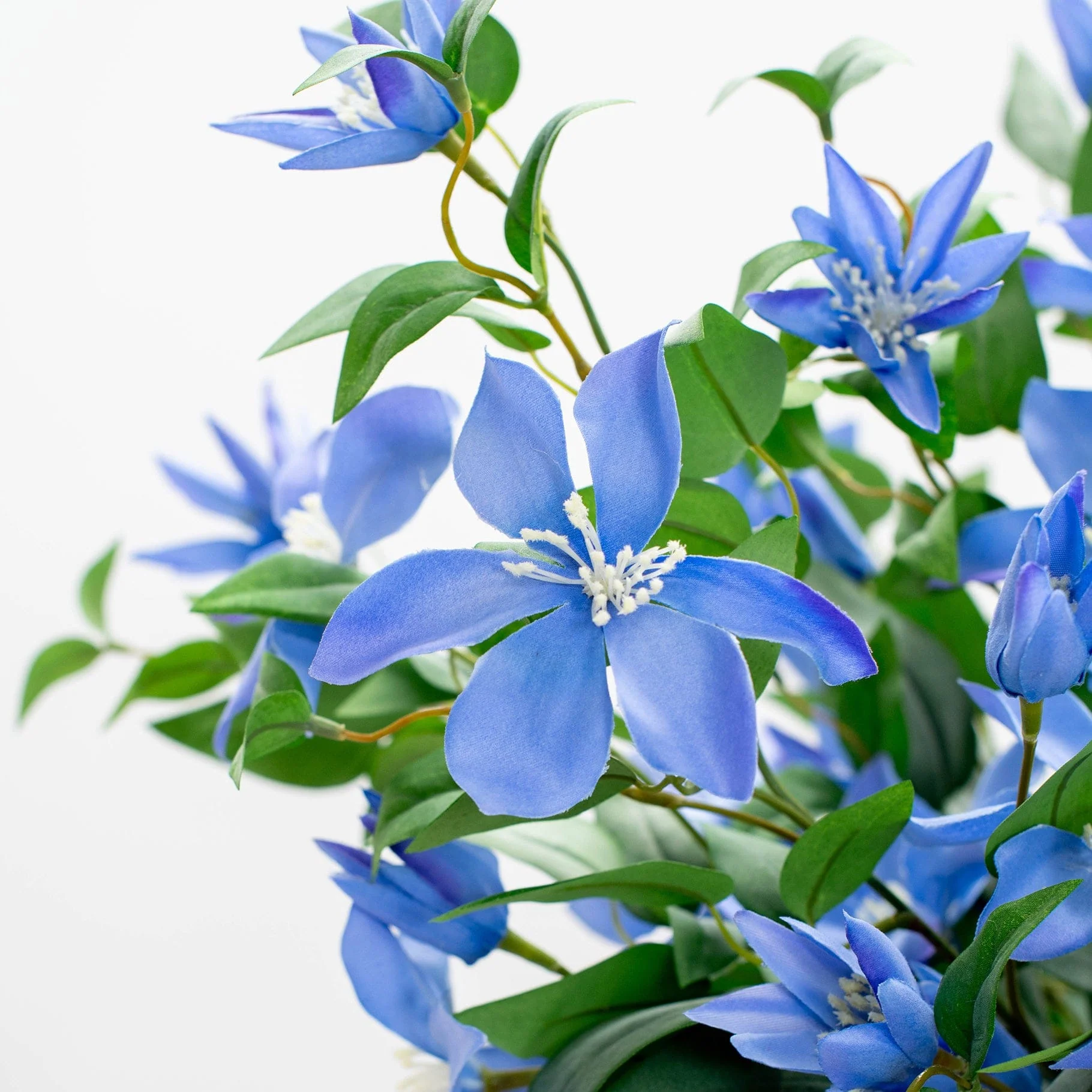 SF Clematis Blue GB 85cm - Image 2