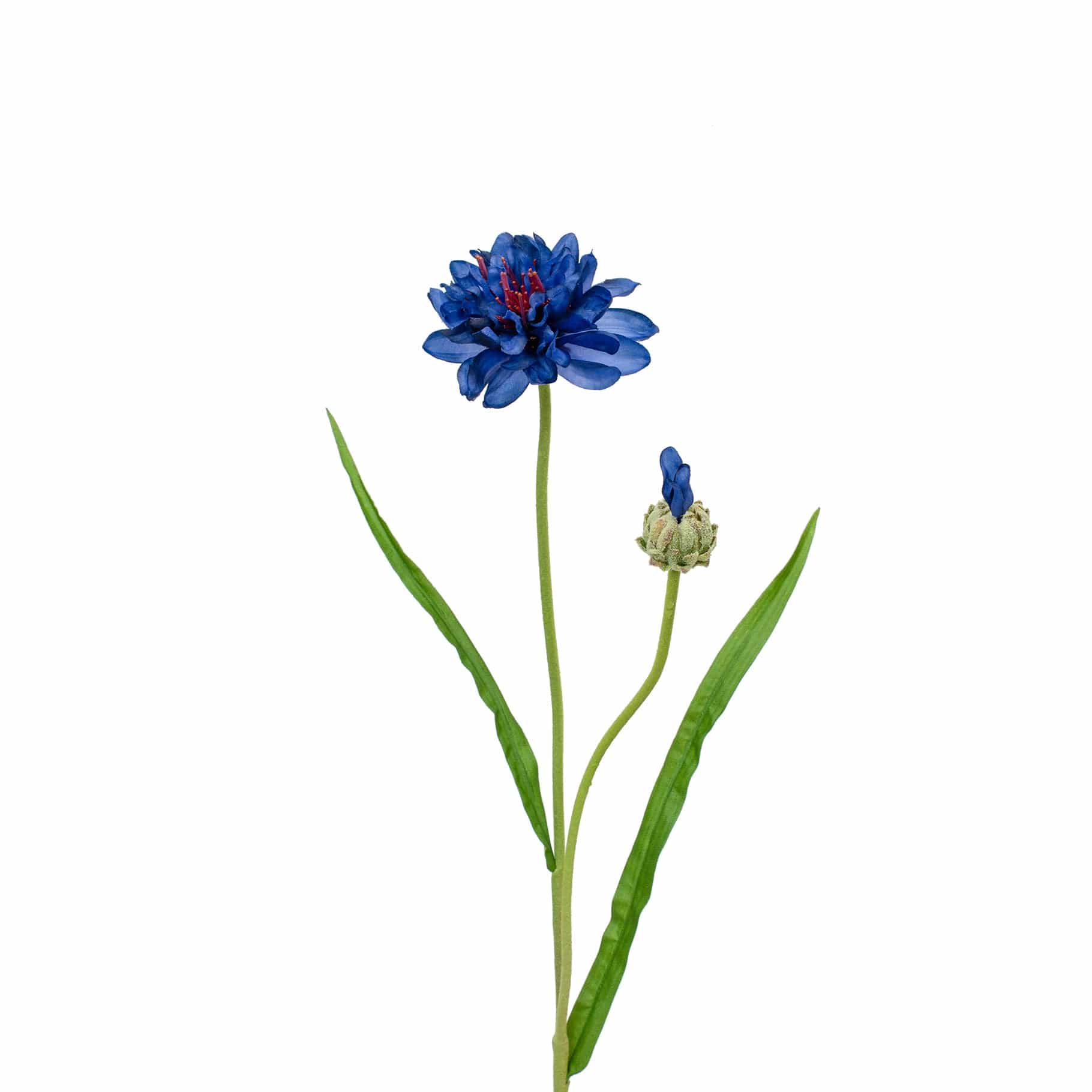 SF Corn Flower Blue GB 65cm - Image 3