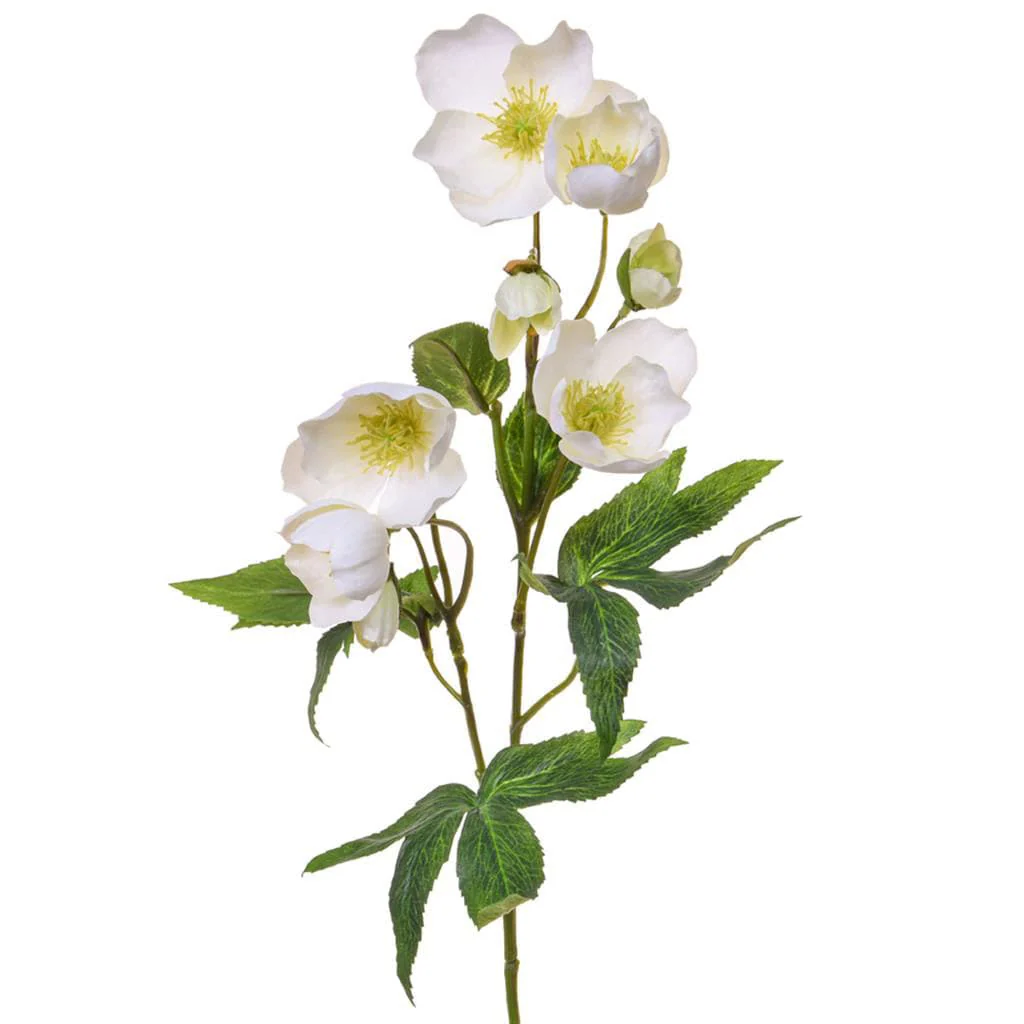 SF Helleborus GB White 55cm - Image 2