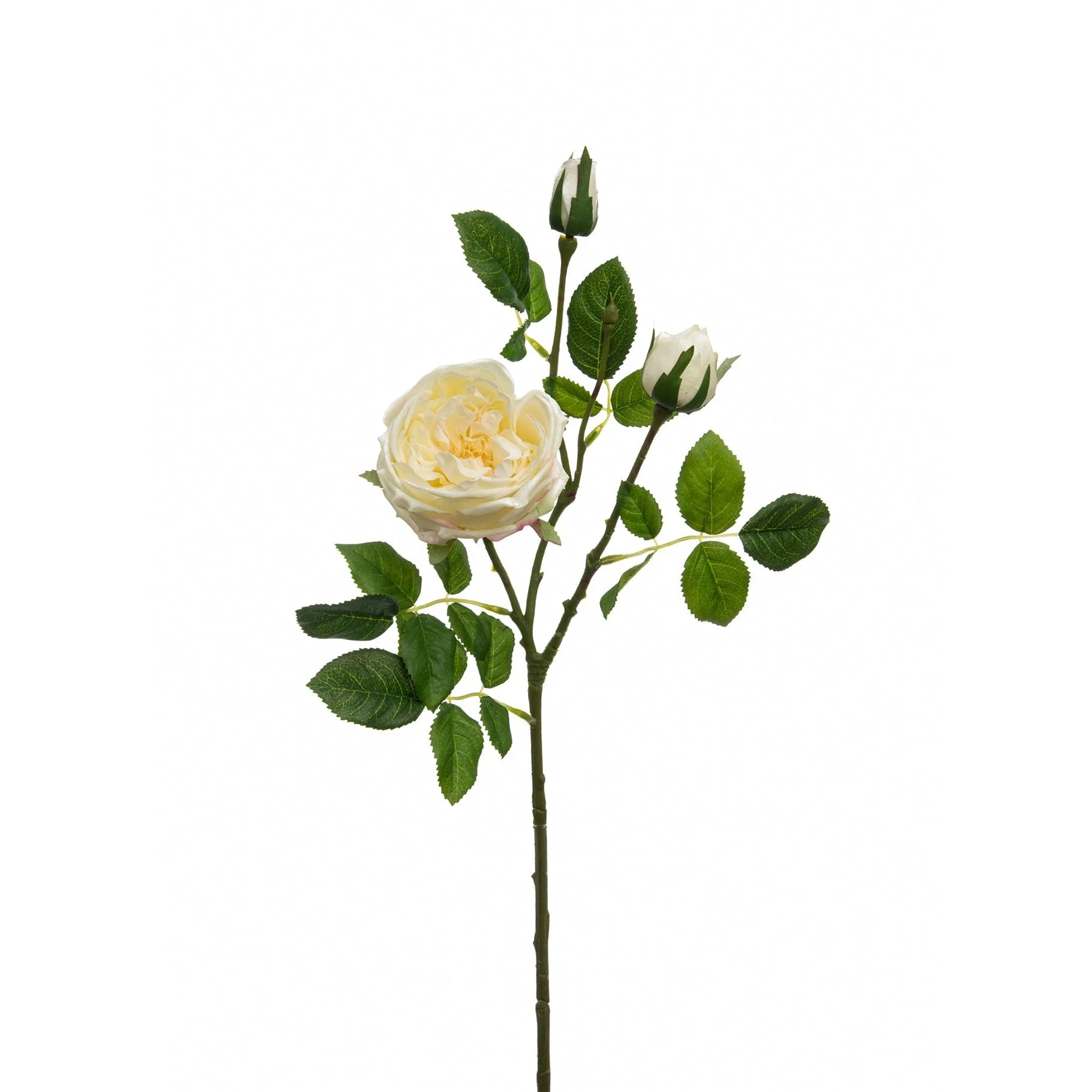 SF Rose Austin Cream 70cm - Image 2