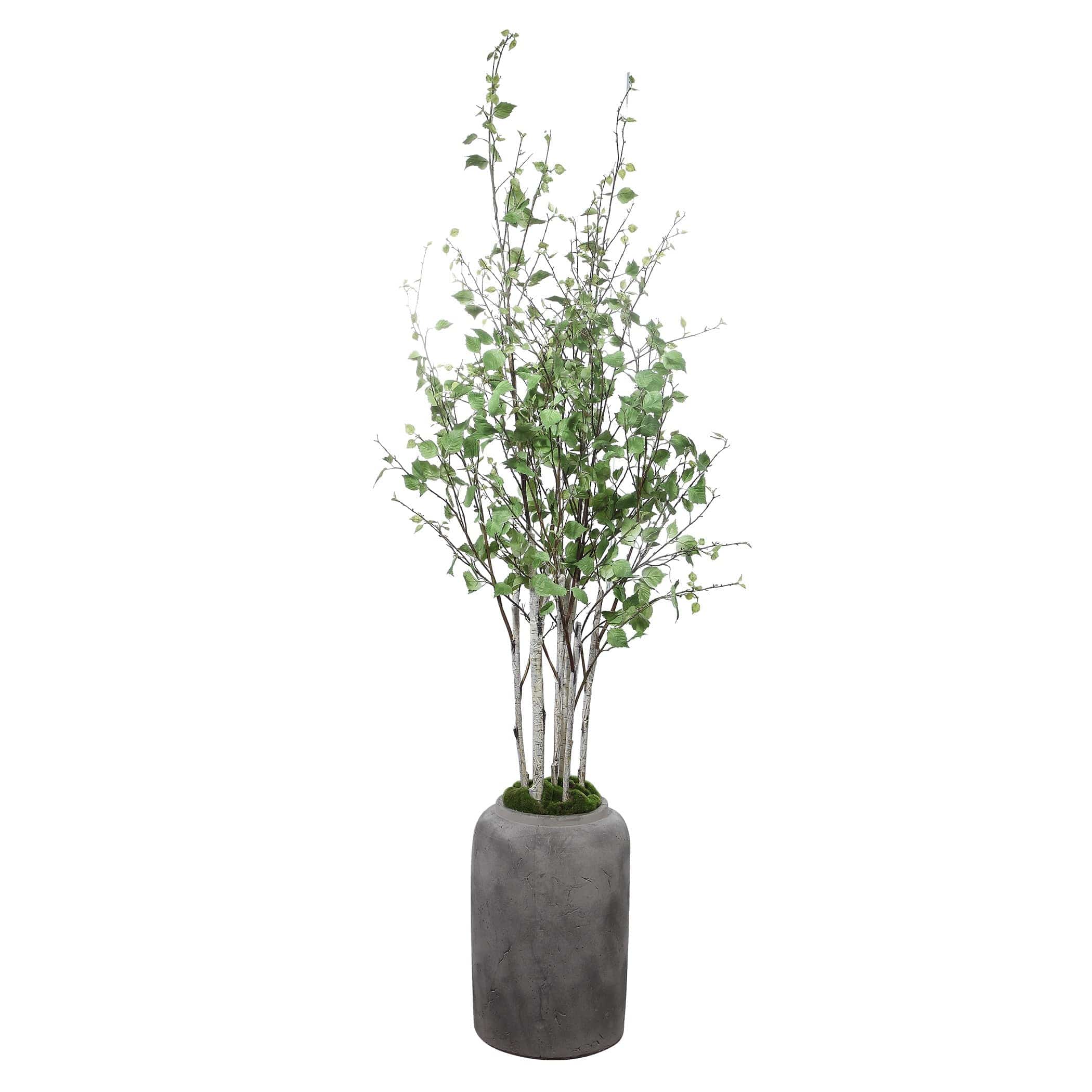 Uttermost Aldis Potted River Birch - Image 4
